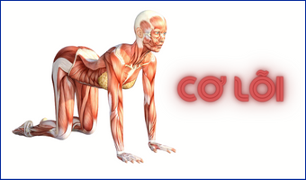 Core_Muscles